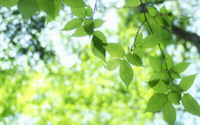 Réduire votre empreinte carbone en voyageant